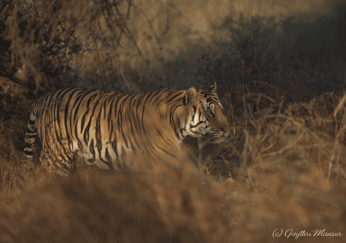 Pench Tiger